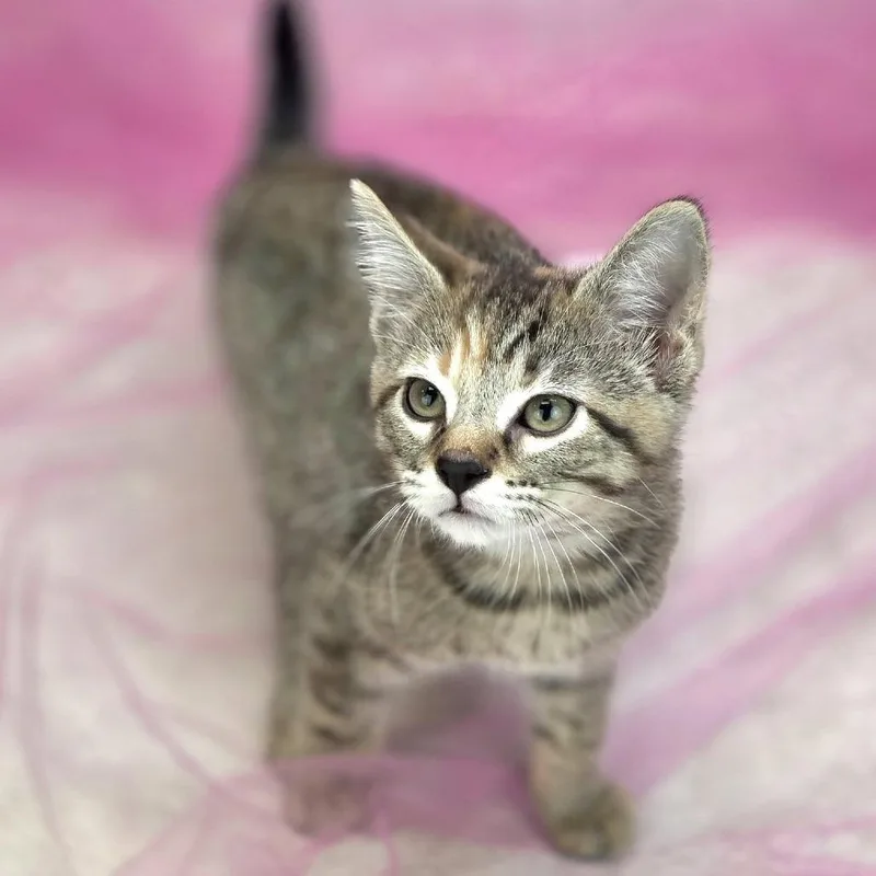 A baby small-sized female Brown / Chocolate Domestic Short Hair cat named Ivyc for adoption in East Saint Louis, IL