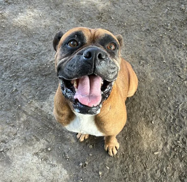 An adult medium-sized female Boxer dog named Cocacola for adoption in Riverside, CA