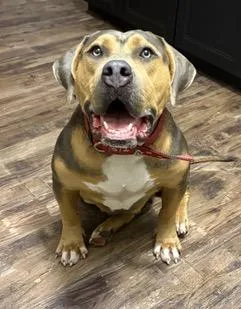 An adult large-sized female Yellow / Tan / Blond / Fawn American Bully dog named Cupcake for adoption in Longwood, FL