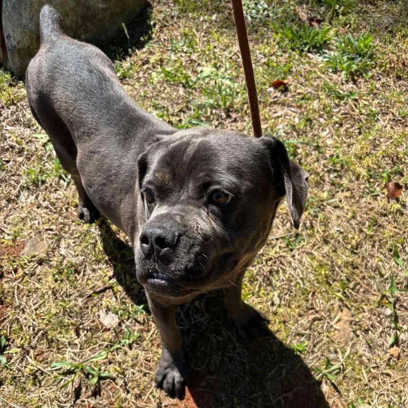 A young medium-sized female Gray / Blue / Silver Boxer dog named Mae for adoption in Raleigh, NC