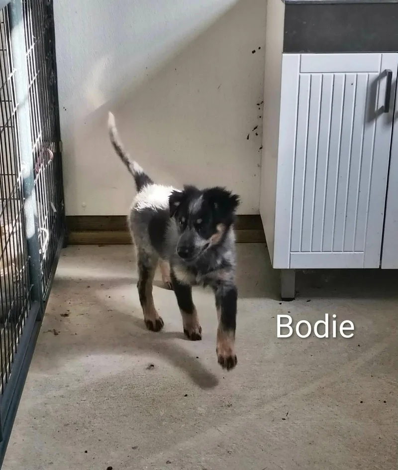 Bodie