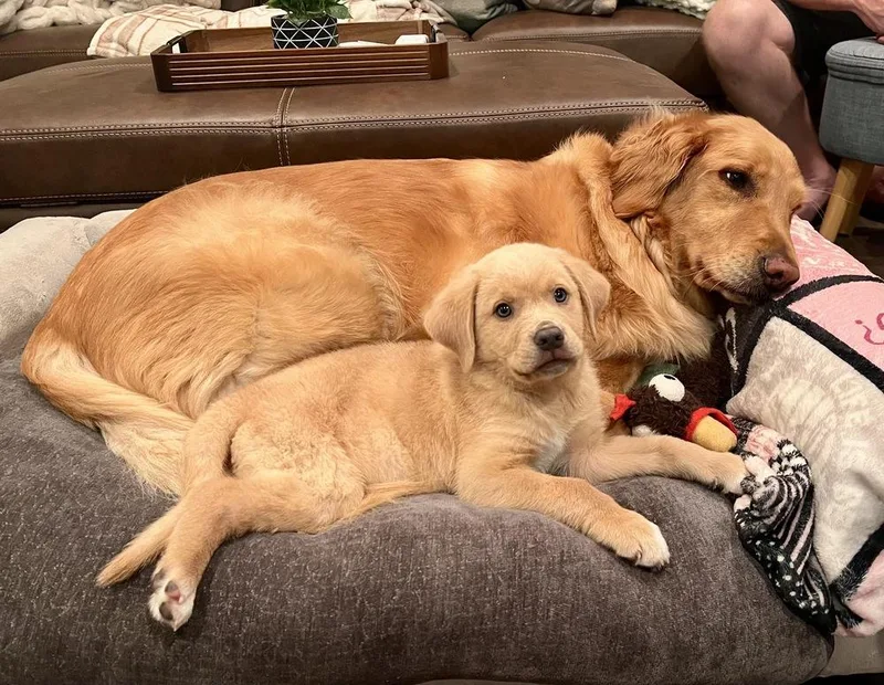 A baby large-sized male Yellow / Tan / Blond / Fawn Golden Retriever dog named Jalen for adoption in Greenlawn, NY