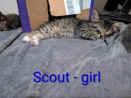 Scout