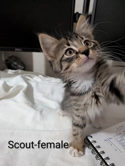 Scout thumbnail 2