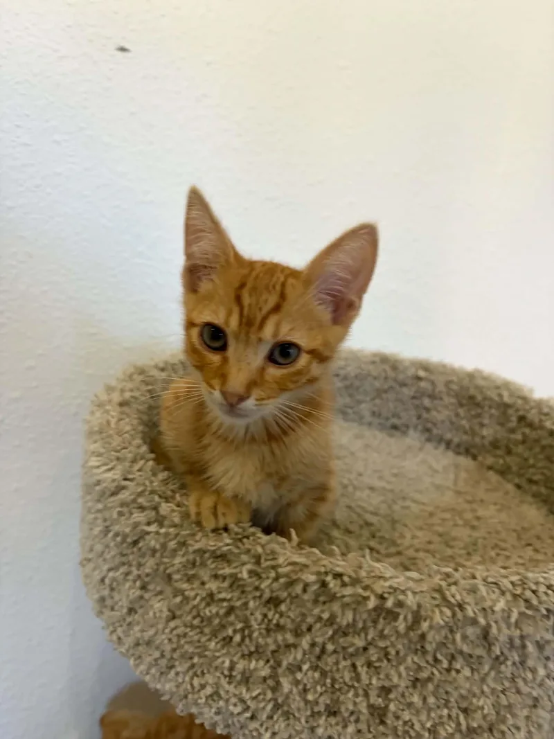 A baby medium-sized male Orange & White American Shorthair cat named Beckham for adoption in Poway, CA