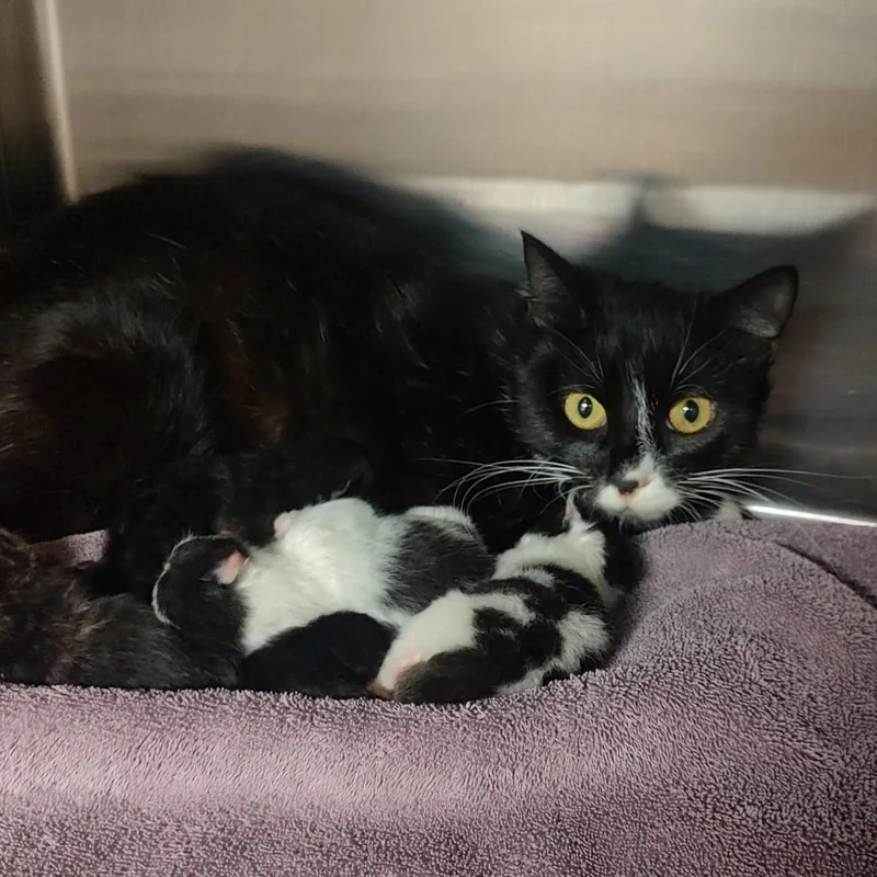 Mama J