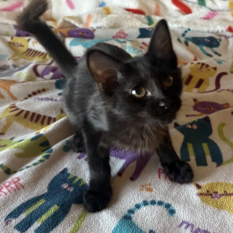 A baby medium-sized male Black Domestic Short Hair cat named Toasty for adoption in SCOTTSDALE, AZ