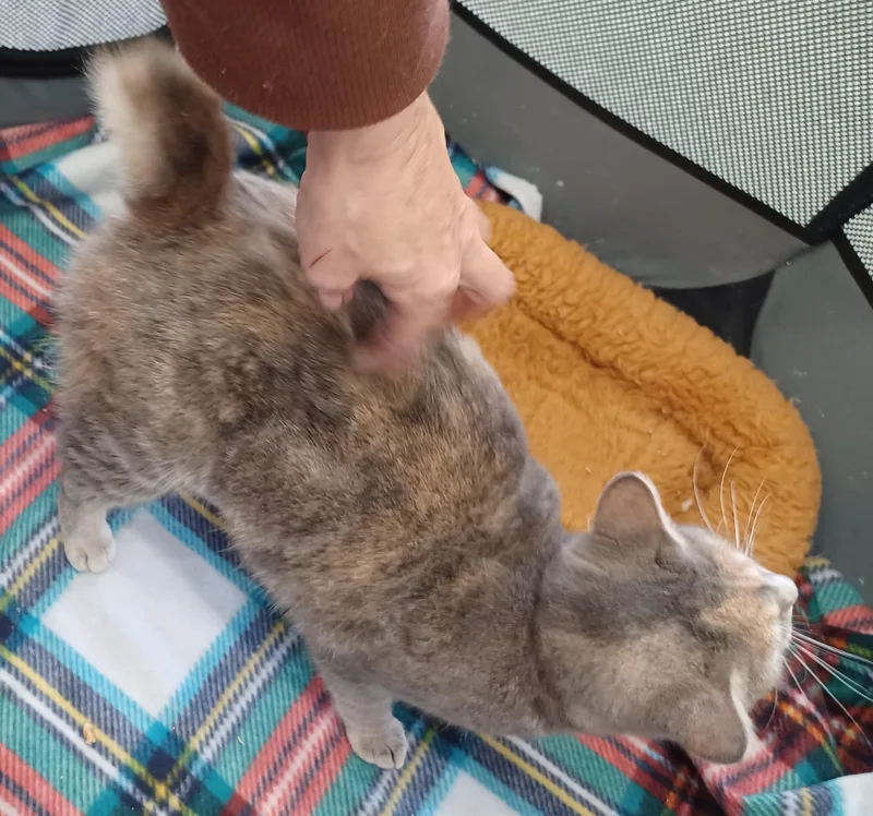 Madame Butterfly thumbnail 2