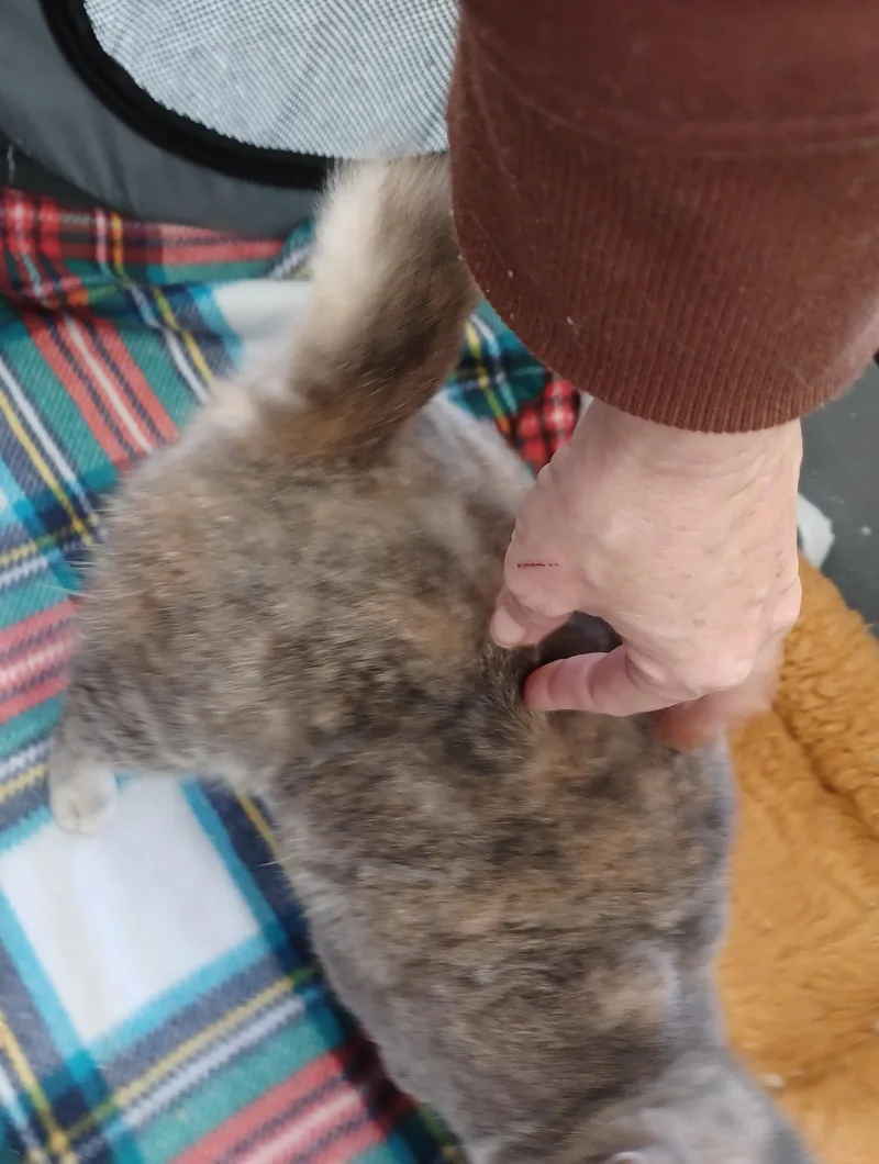 Madame Butterfly thumbnail 3