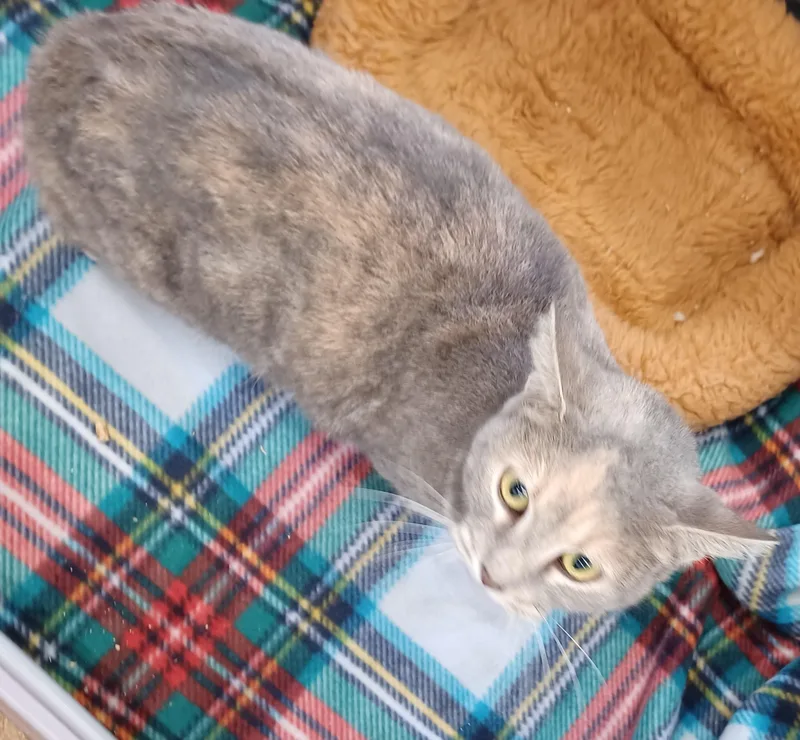 Madame Butterfly thumbnail 4