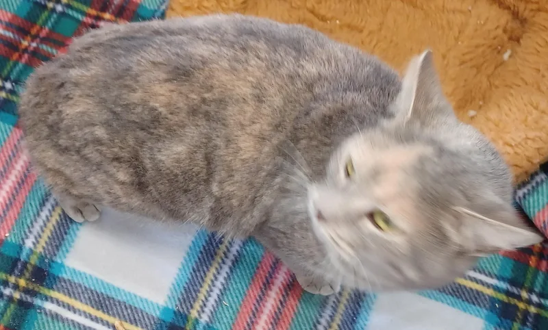 Madame Butterfly thumbnail 5