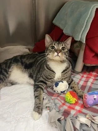 A young medium-sized female Domestic Short Hair cat named Socks for adoption in Missoula, MT