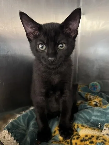 A baby small-sized male Domestic Short Hair cat named Figaro for adoption in Houston, TX