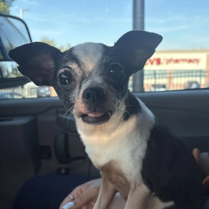 A senior small-sized female Mixed Breed dog named Hachi for adoption in Allentown, PA
