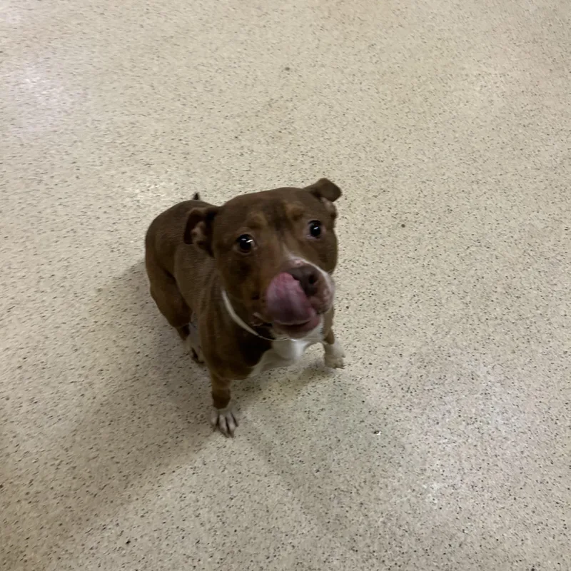 An adult medium-sized female Terrier dog named Clementine for adoption in Muncie, IN
