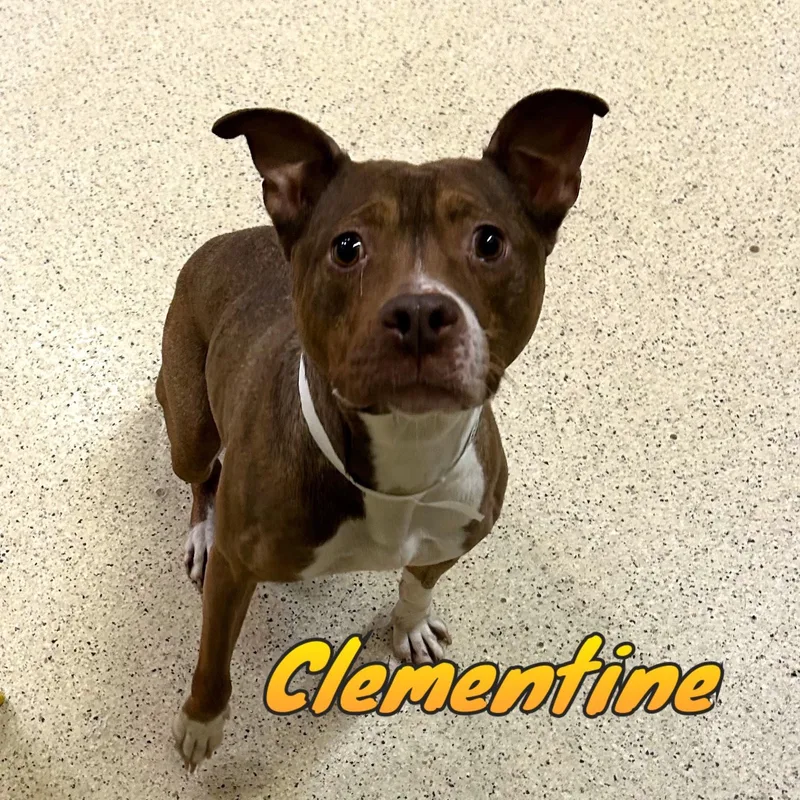Clementine thumbnail 4