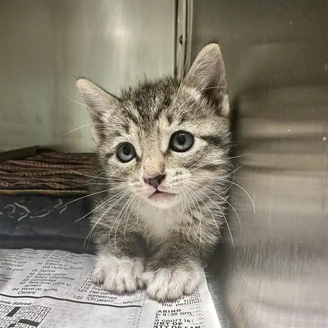 A baby small-sized female Domestic Short Hair cat named Minnie for adoption in Riverside, CA