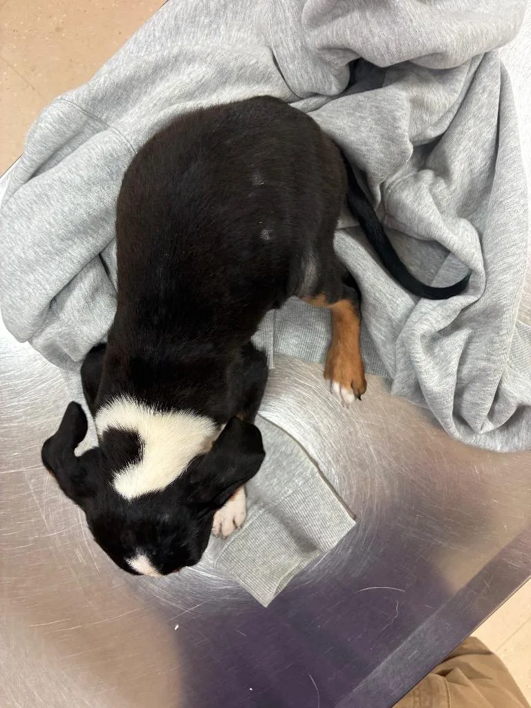 A baby small-sized female Mixed Breed dog named Nicole for adoption in Bossier City, LA