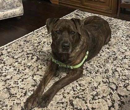 A senior large-sized male Brown / Chocolate Mixed Breed dog named Whopper for adoption in Kansas City, MO