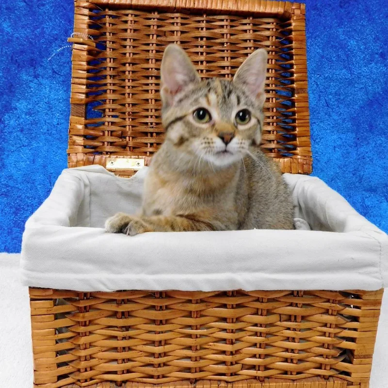 A baby small-sized female Domestic Short Hair cat named Abby Cadabby for adoption in Canton, IL