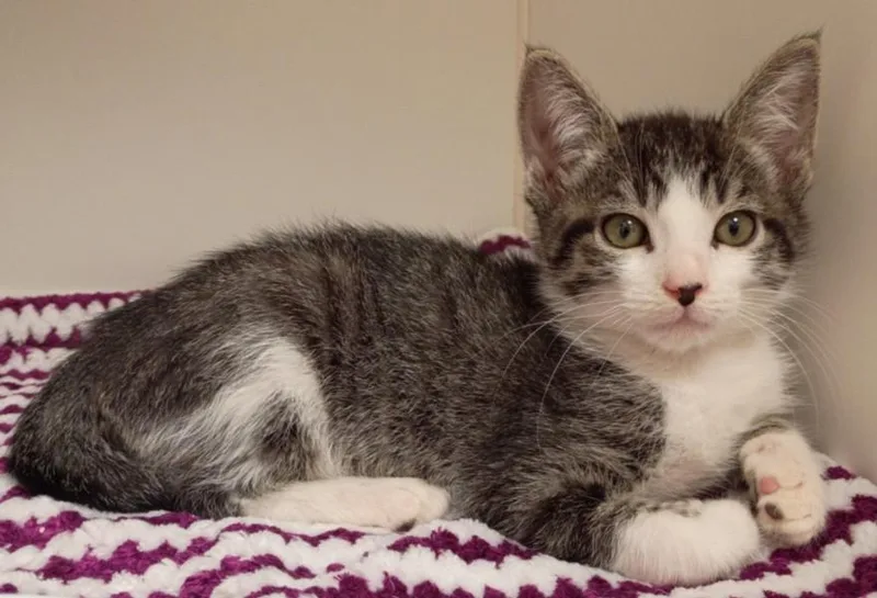 A baby small-sized male Domestic Short Hair cat named Koi for adoption in Texas City, TX