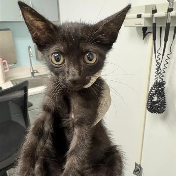 A baby small-sized female Black Domestic Short Hair cat named Elphaba for adoption in Jacksonville, FL