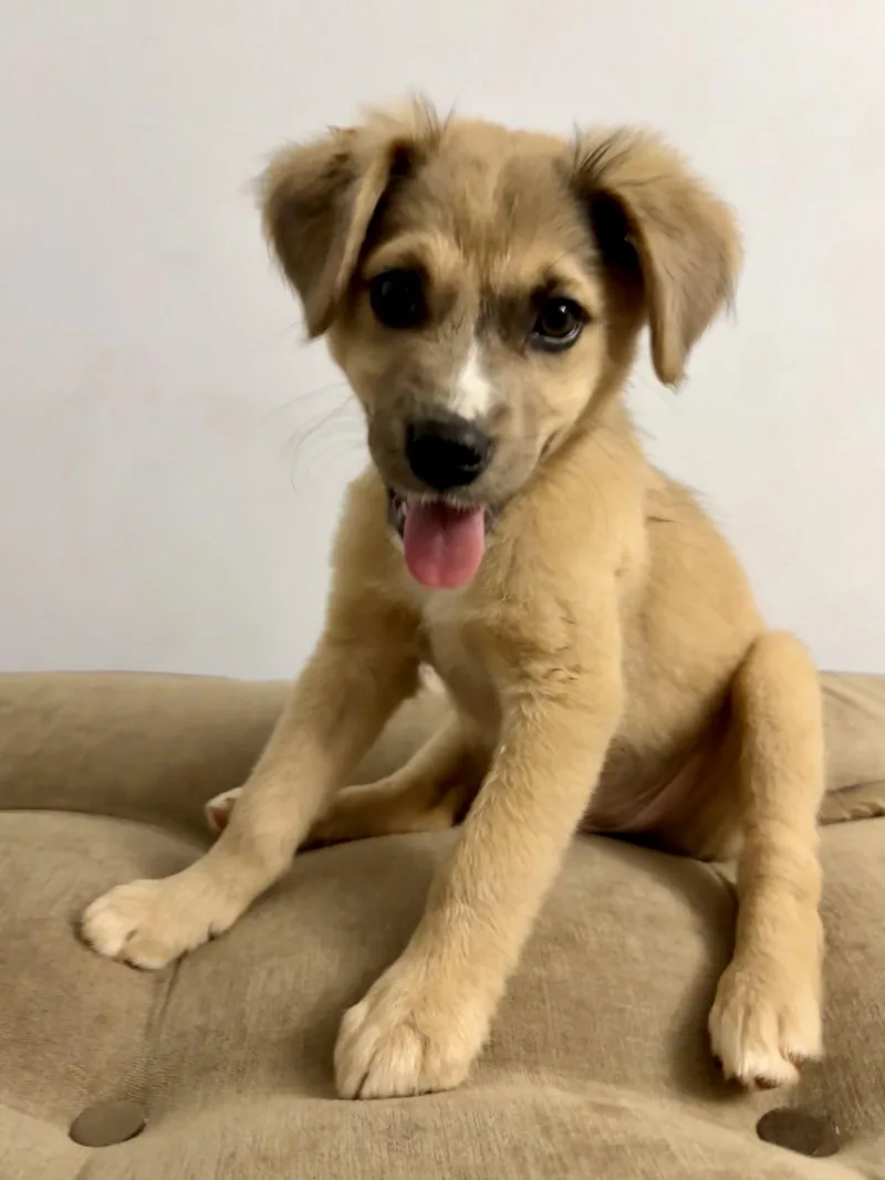 A baby medium-sized female Shepherd dog named Scarlett for adoption in Forest, VA