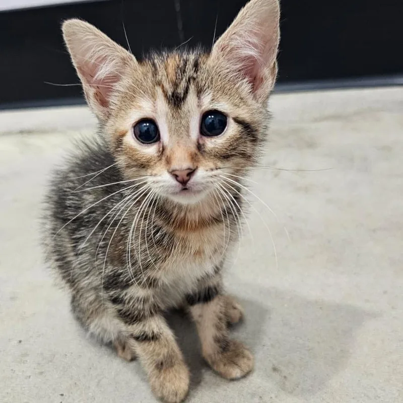 A baby small-sized female Domestic Short Hair cat named Ellen for adoption in Harlingen, TX