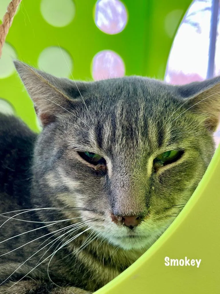 A senior medium-sized male Domestic Short Hair cat named Smokey for adoption in Windsor, CT