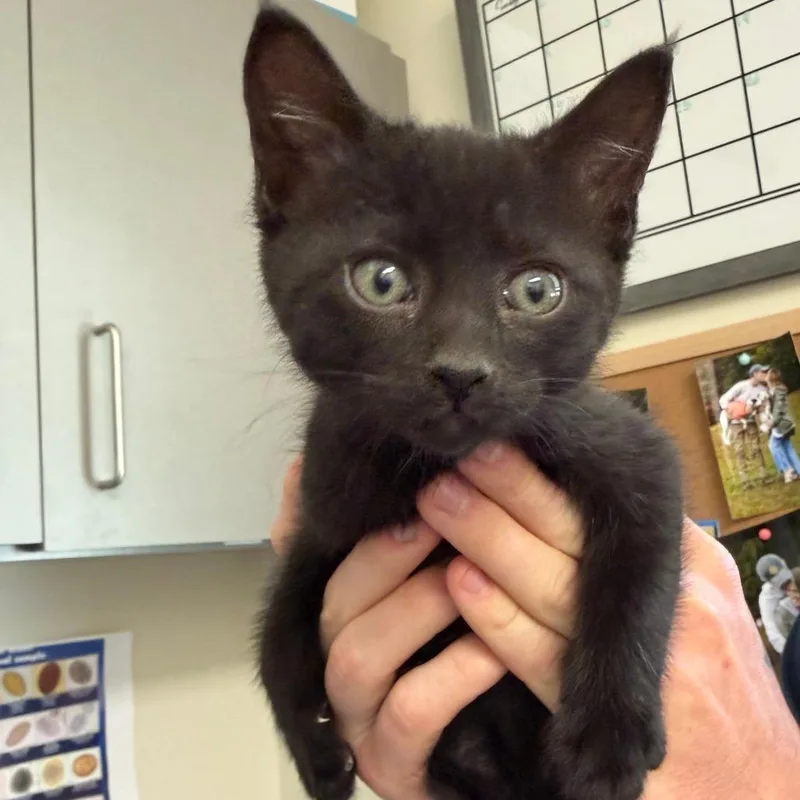 A baby small-sized male Black Domestic Medium Hair cat named Ezekiel for adoption in Red House, WV