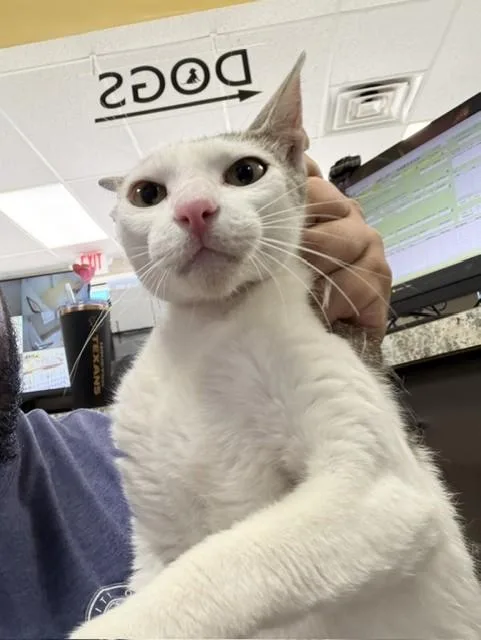 A young medium-sized female Domestic Short Hair cat named A for adoption in Pasadena, TX