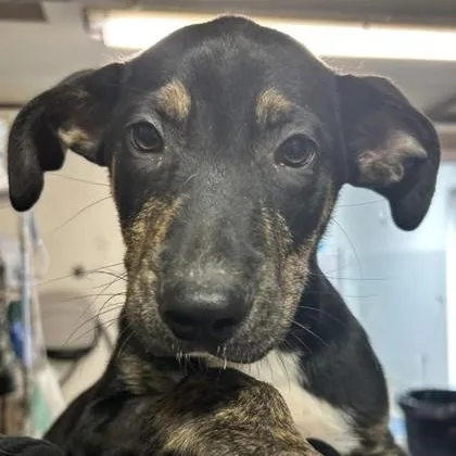 A baby medium-sized male Black Husky dog named Sleepy for adoption in Rapid City, SD