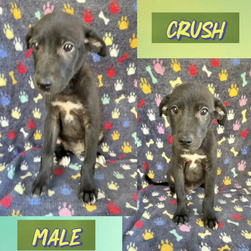 A baby medium-sized male Labrador Retriever dog named Crush for adoption in Manchester, CT