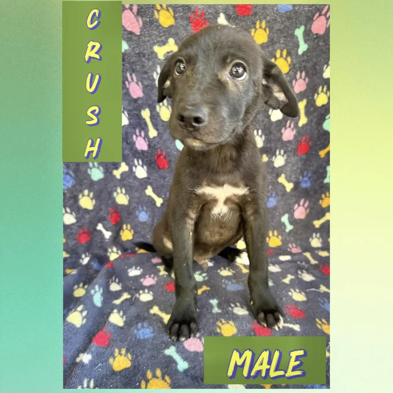 Crush thumbnail 2