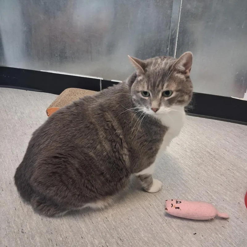 A senior extra large-sized male Gray / Blue / Silver Domestic Short Hair cat named Turk for adoption in Elizabeth City, NC