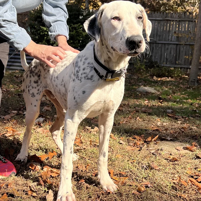 Da Vinci thumbnail 2