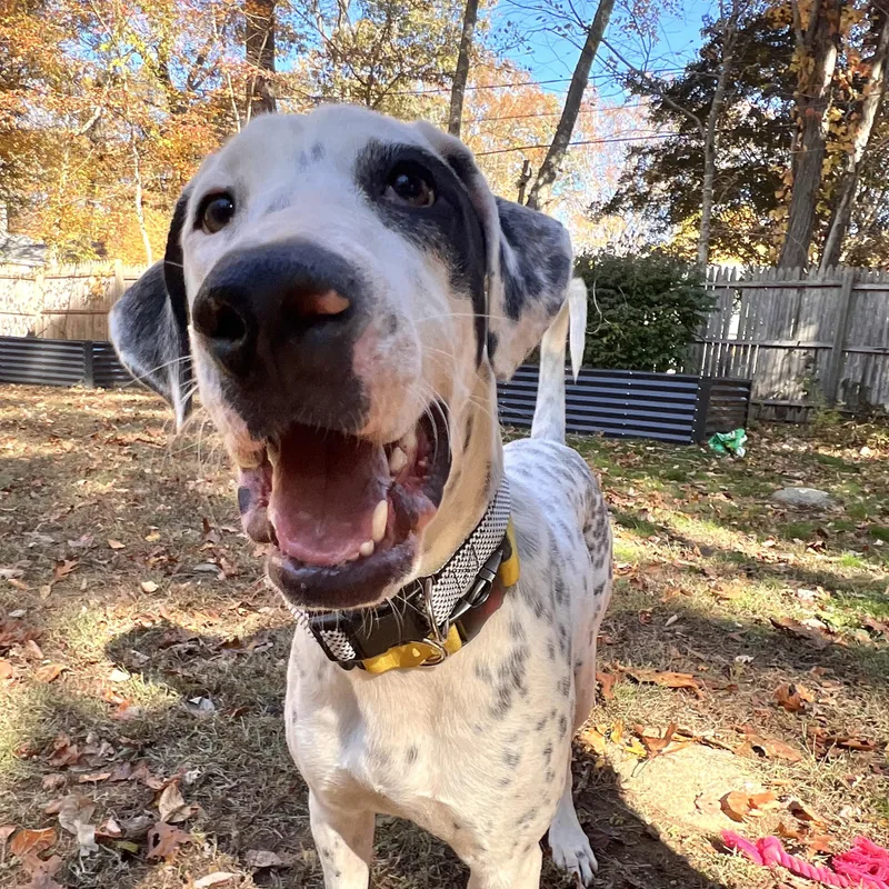 Da Vinci thumbnail 3