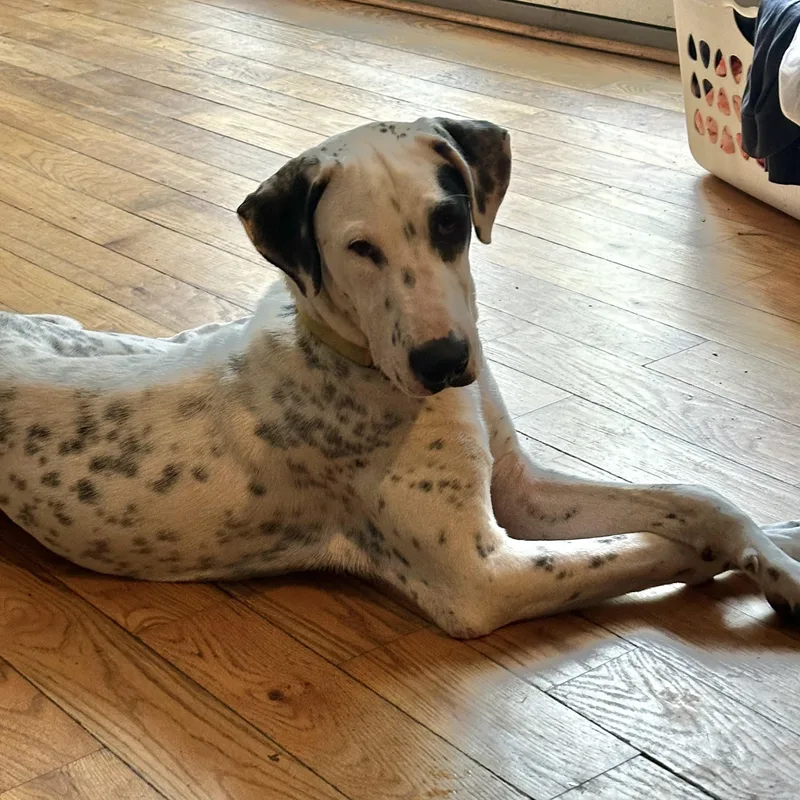 Da Vinci thumbnail 4