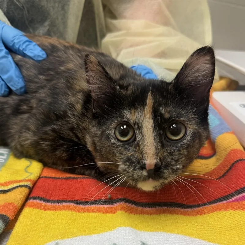 A baby medium-sized female Tortoiseshell Domestic Short Hair cat named Miel for adoption in Murray, UT
