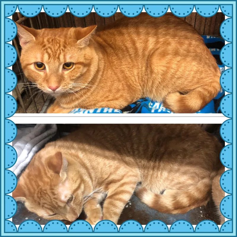 An adult medium-sized male Tabby (Orange / Red) Domestic Short Hair cat named Lego for adoption in Buckhannon, WV