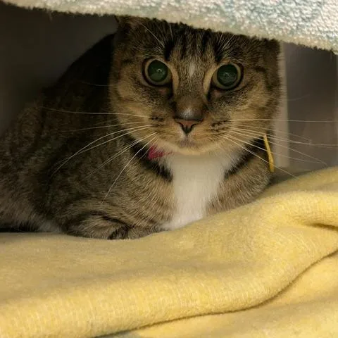 An adult small-sized female Brown / Chocolate Domestic Short Hair cat named Bella Boo for adoption in Springfield, MA