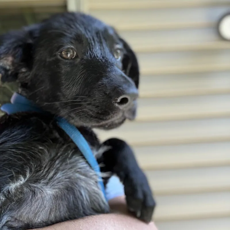 A baby small-sized male Black Golden Retriever dog named Dipper for adoption in Rochester, MN