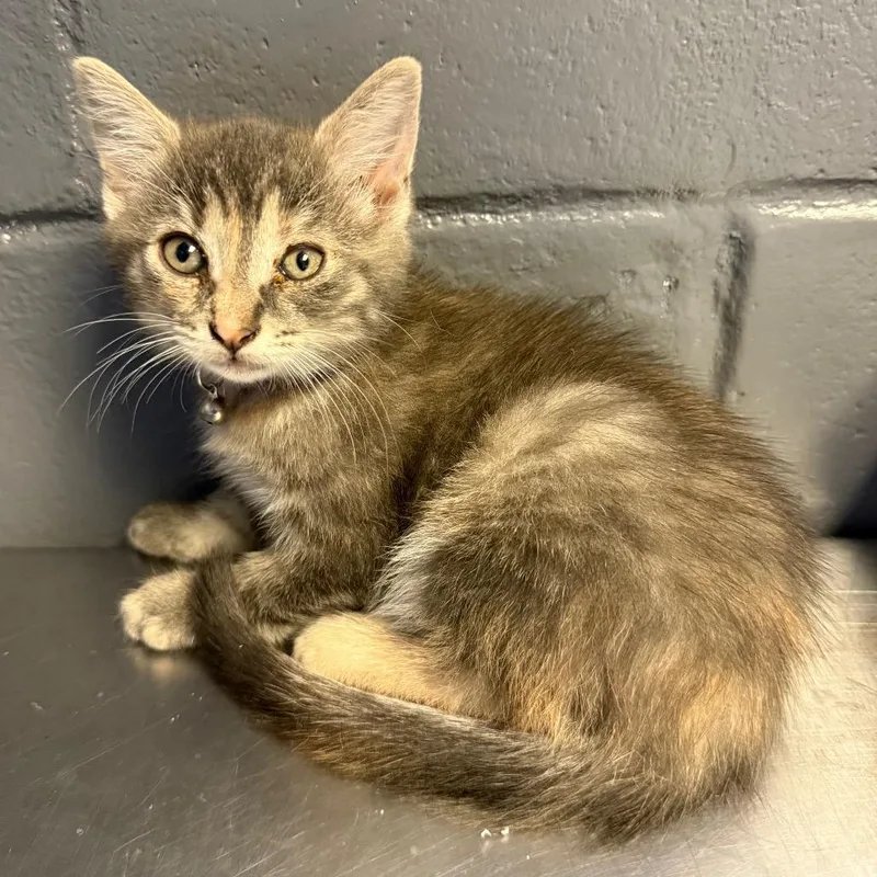A baby small-sized female Gray / Blue / Silver Domestic Short Hair cat named Omelette for adoption in Pasadena , MD