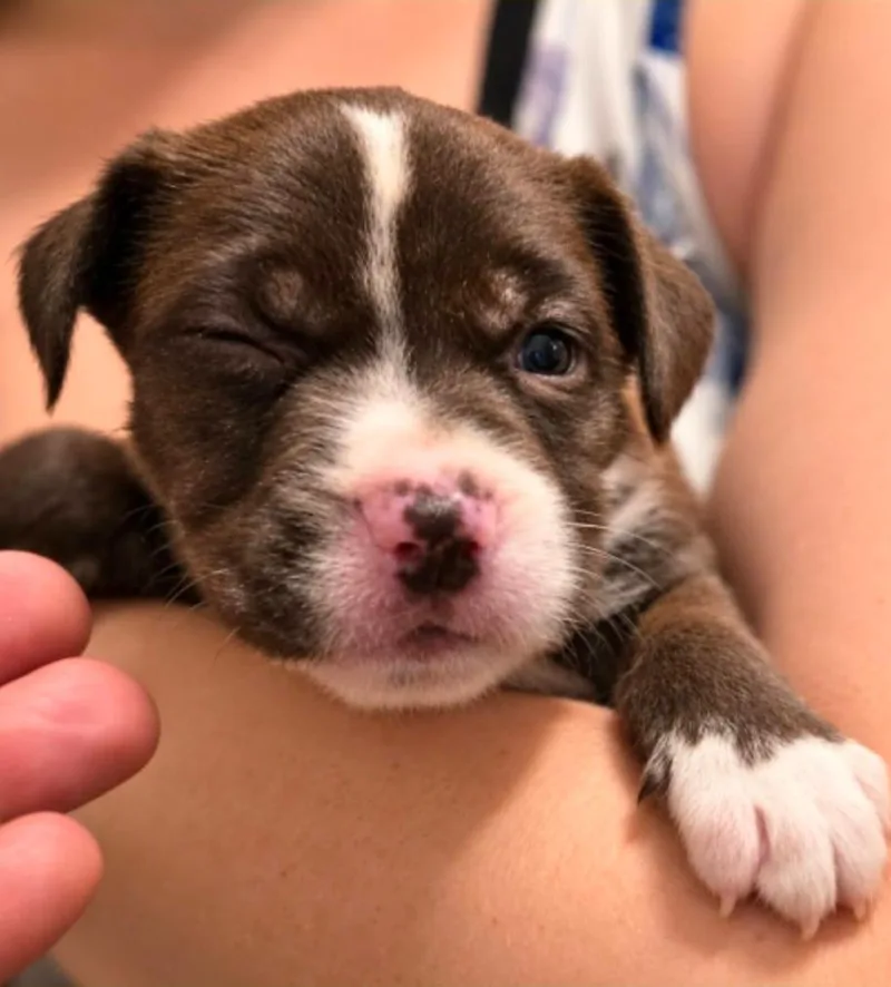 A baby medium-sized female Labrador Retriever dog named Potato for adoption in El Dorado, AR