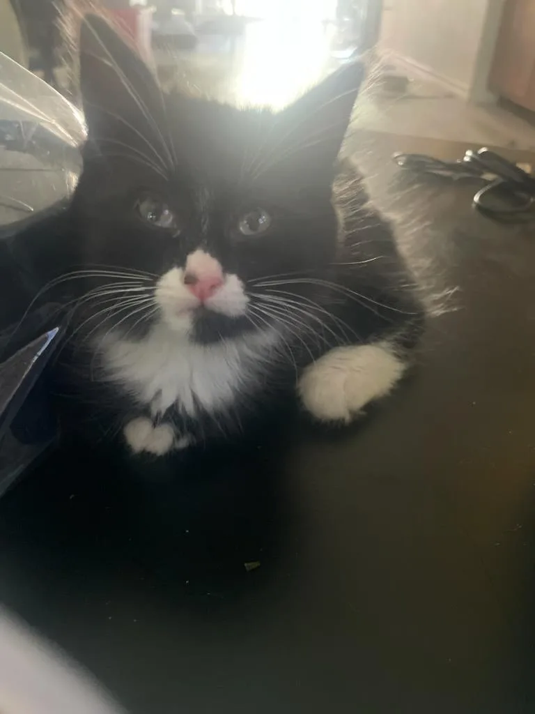 A baby medium-sized female Domestic Medium Hair cat named Biscuit for adoption in Lincoln, CA