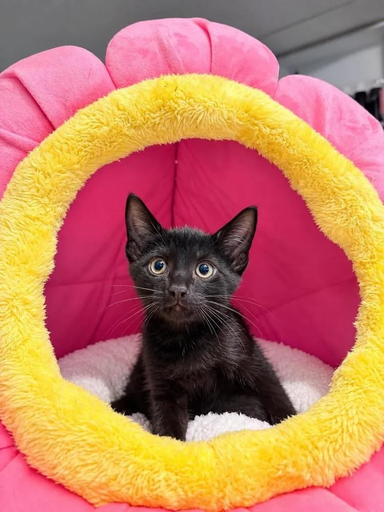 A baby medium-sized male Black Domestic Short Hair cat named Drax for adoption in Emerald Isle, NC