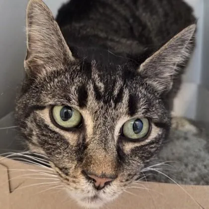 An adult medium-sized male Tabby (Brown / Chocolate) Domestic Short Hair cat named Spencer for adoption in Phoenixville, PA