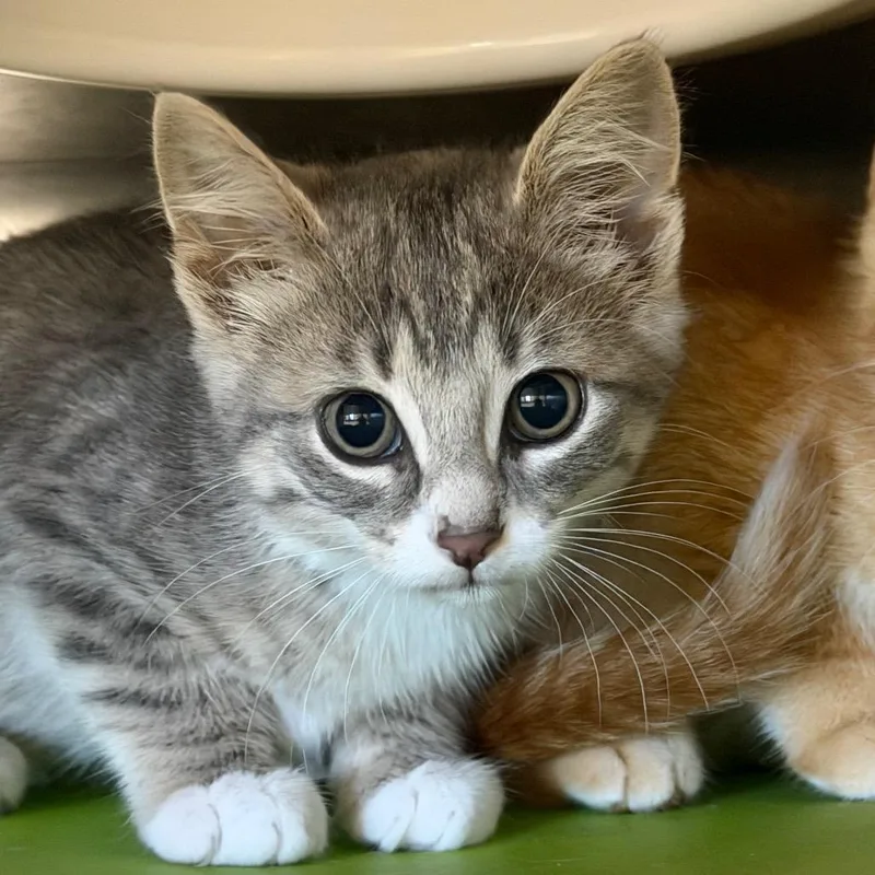A baby small-sized male Gray / Blue / Silver Domestic Short Hair cat named Peony for adoption in Waukesha, WI