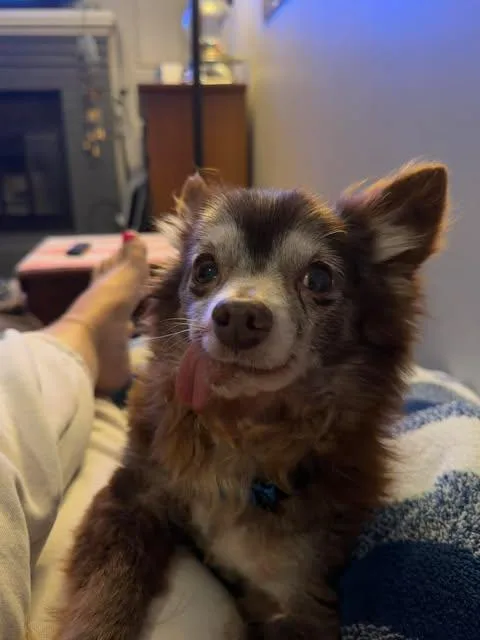 A senior small-sized male Chihuahua dog named Pepe for adoption in Virginia Beach, VA