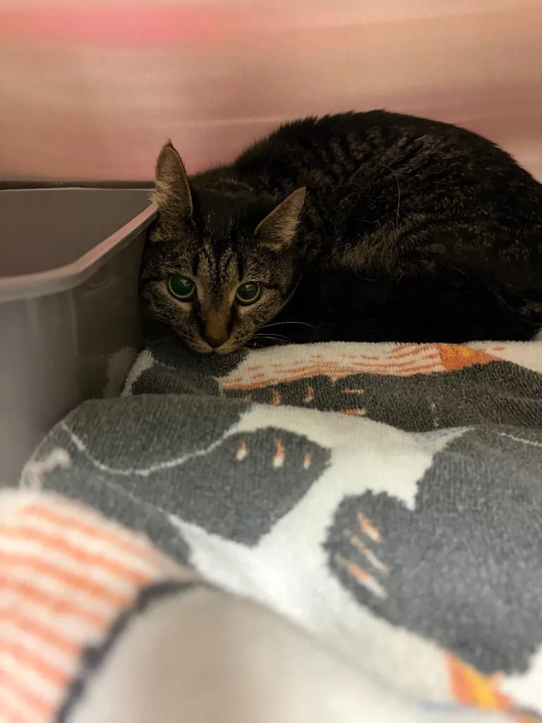 A young medium-sized female Domestic Short Hair cat named Tiger for adoption in Wintersville, OH